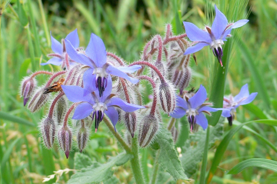 Borago officinalis
